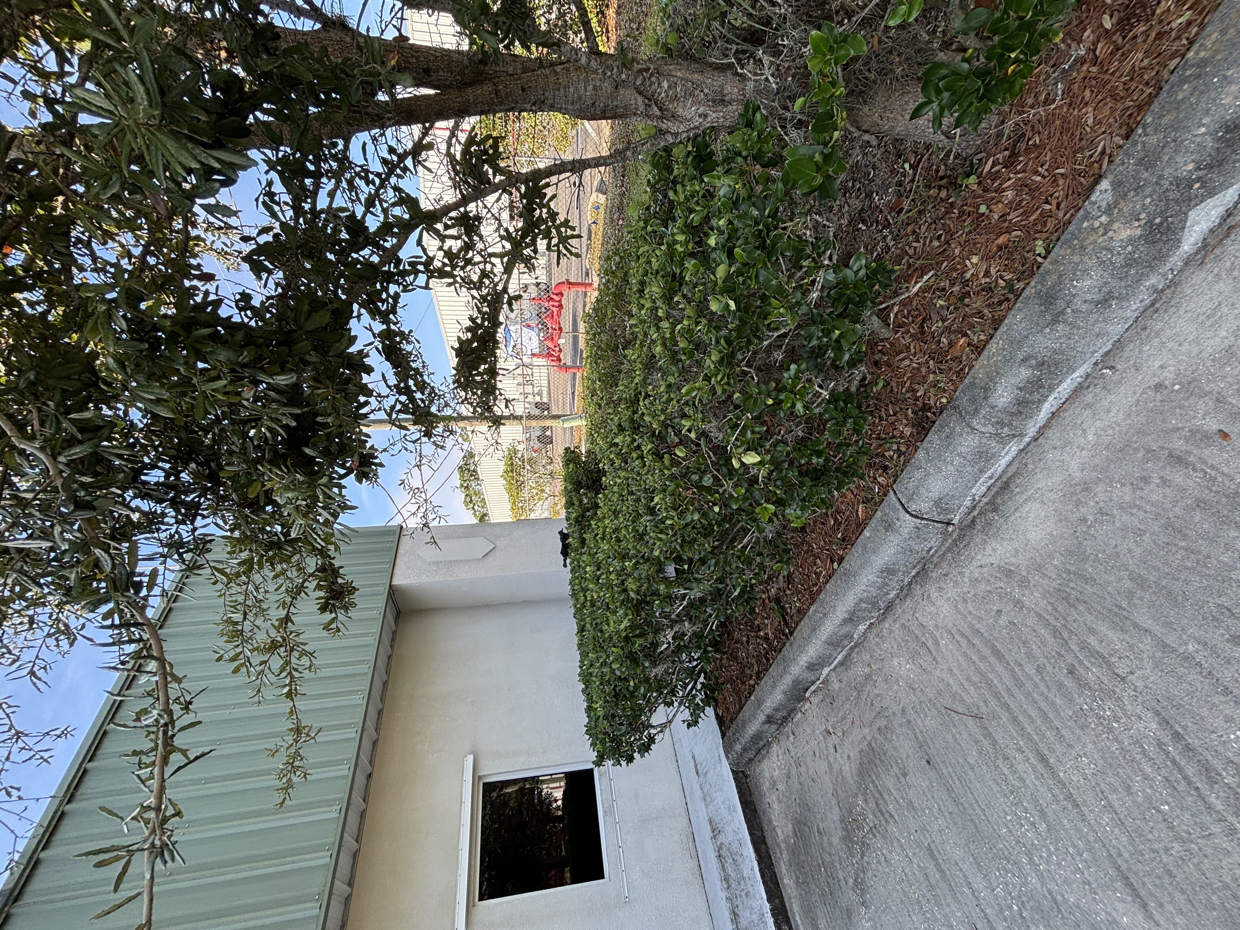 Shrub trimming and driveway edge cleanup in Melbourne Florida