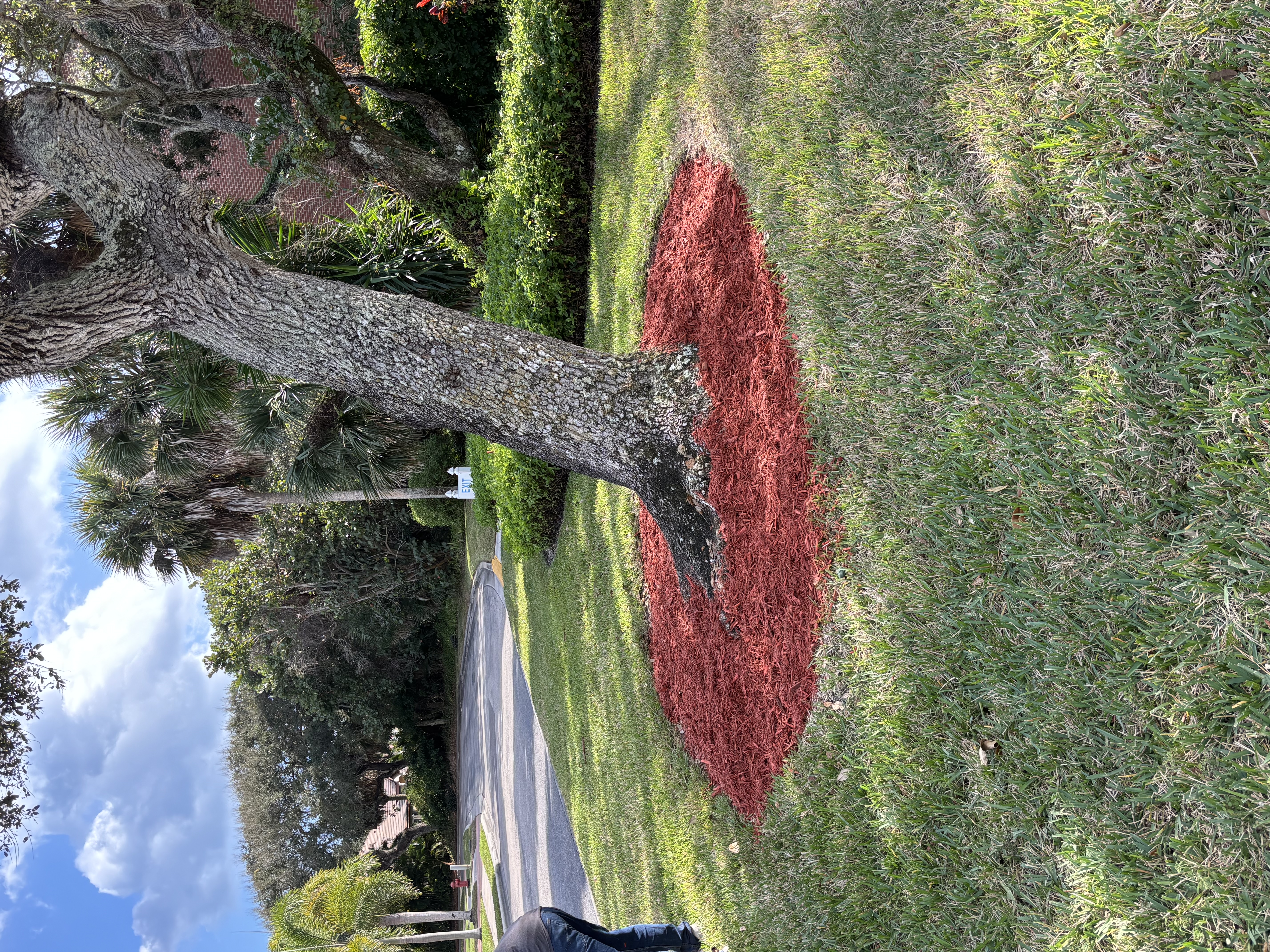 Landscape work in Melbourne FL residential yard Pinewood Landscape